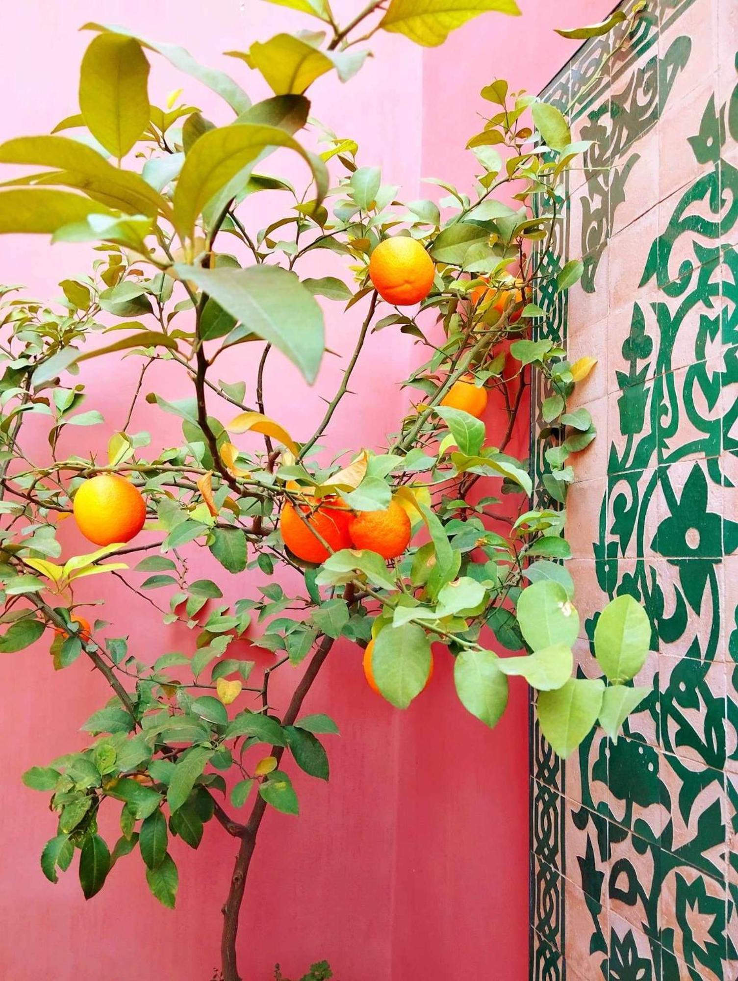 Dar Lantana Hotel Fez Buitenkant foto